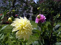 Pension "Seehaus Gutemann": Blume im Garten